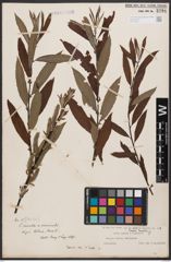 Salix aurita L. x Salix viminalis L.